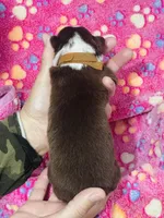 H Miss Brown, a female Miniature Australian Shepherd for sale in Tallahassee, FL – 2 of 3