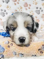 H Mr Grey (formally Brown), a male Miniature Australian Shepherd for sale in Tallahassee, FL – 5 of 8