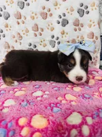 H Miss Brown, a female Miniature Australian Shepherd for sale in Tallahassee, FL – 7 of 9