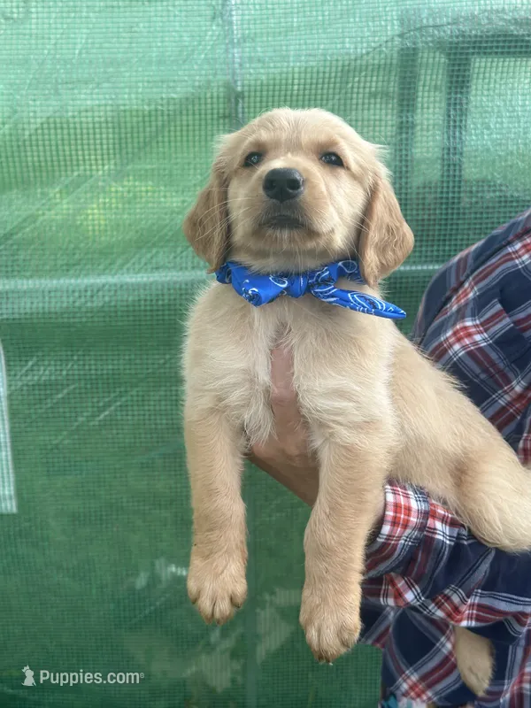 L Miss Red – Golden Retriever puppy for sale in Tallahassee, FL