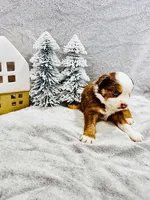 Mr. White, a male Miniature Australian Shepherd for sale in Tallahassee, FL – Photo 2 of 2