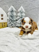 Mr. White, a male Miniature Australian Shepherd for sale in Tallahassee, FL – Photo 1 of 2