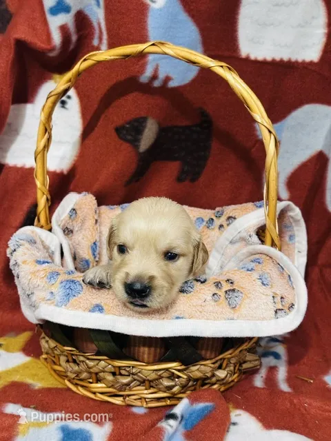 L Mr Brown – Golden Retriever puppy for sale in Tallahassee, FL