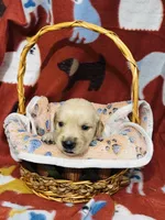 L Mr Brown, a male Golden Retriever for sale in Tallahassee, FL – 1 of 3