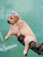 S Miss Pink, a female Golden Retriever for sale in Tallahassee, FL – 3 of 8
