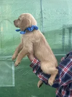 L Miss Red, a female Golden Retriever for sale in Tallahassee, FL – 2 of 8