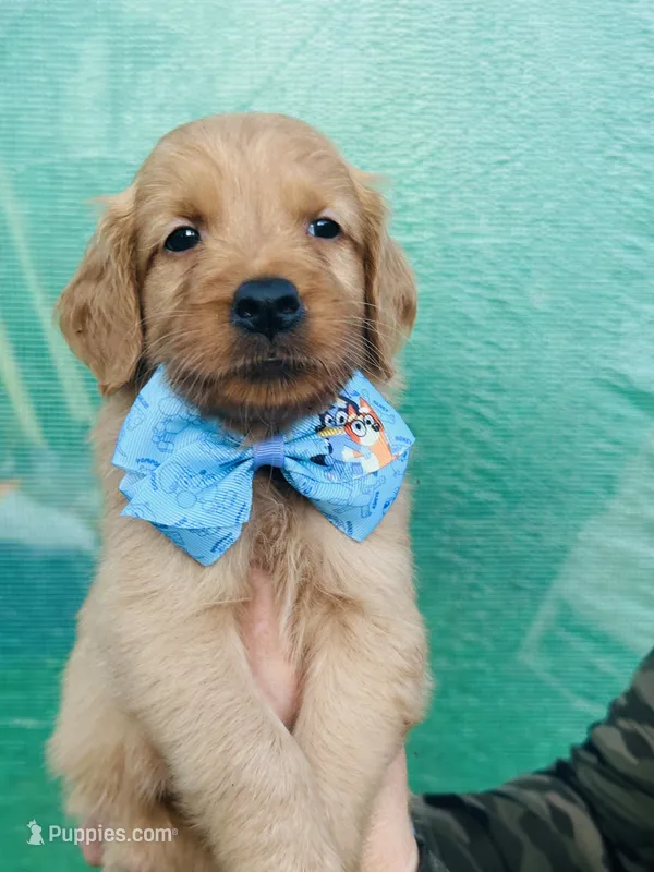 S Mr Neon Green – Golden Retriever puppy for sale in Tallahassee, FL