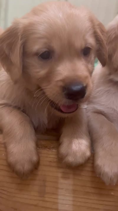 L Mr Grey RedBone, a male Golden Retriever for sale in Tallahassee, FL – 8 of 8