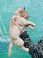 S Miss Purple, a female Golden Retriever for sale in Tallahassee, FL – 3 of 7