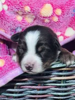 H Miss Blue , a female Miniature Australian Shepherd for sale in Tallahassee, FL – 2 of 3