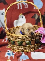 L Miss Purple, a female Golden Retriever for sale in Tallahassee, FL – 2 of 3