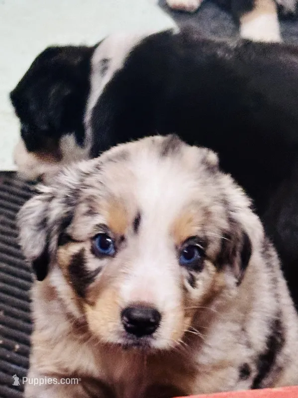 H Mr Blue – Miniature Australian Shepherd puppy for sale in Tallahassee, FL