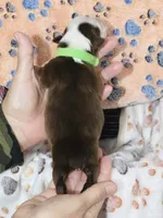 R Mr. Green, a male Miniature Australian Shepherd for sale in Tallahassee, FL – 3 of 3