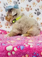 H Miss Lime Green, a female Miniature Australian Shepherd for sale in Tallahassee, FL – 6 of 10