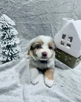 R Miss Purple, a female Miniature Australian Shepherd for sale in Tallahassee, FL – Photo 2 of 2