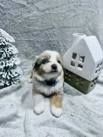 R Miss Purple, a female Miniature Australian Shepherd for sale in Tallahassee, FL – Photo 1 of 2