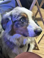 Rhea , a female Miniature Australian Shepherd for sale in Tallahassee, FL – 4 of 6