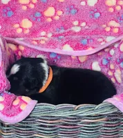 H Miss Orange, a female Miniature Australian Shepherd for sale in Tallahassee, FL – 3 of 3