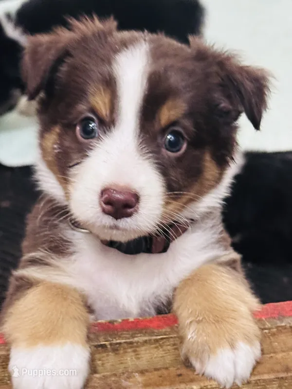 H Miss Brown – Miniature Australian Shepherd puppy on hold in Tallahassee, FL