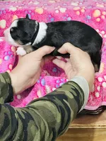 H Miss Black , a female Miniature Australian Shepherd for sale in Tallahassee, FL – 2 of 3
