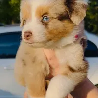 R Miss Dark Pink, a female Miniature Australian Shepherd for sale in Tallahassee, FL – Photo 1 of 2