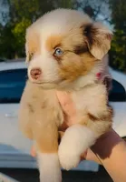 R Miss Dark Pink, a female Miniature Australian Shepherd for sale in Tallahassee, FL – Photo 1 of 2