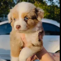 R Miss Dark Pink, a female Miniature Australian Shepherd for sale in Tallahassee, FL – Photo 2 of 2