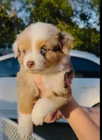 R Miss Dark Pink, a female Miniature Australian Shepherd for sale in Tallahassee, FL – Photo 2 of 2