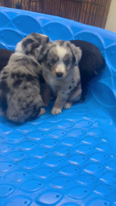 H Mr Blue, a male Miniature Australian Shepherd for sale in Tallahassee, FL – 10 of 10