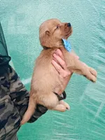 S Mr Camo, a male Golden Retriever for sale in Tallahassee, FL – 3 of 8