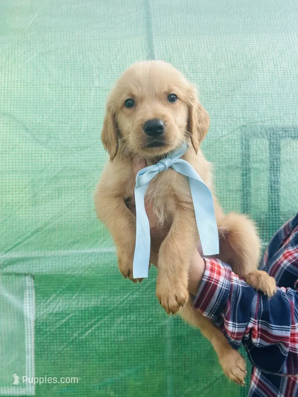 L Mr. Green  – Golden Retriever puppy for sale in Tallahassee, FL