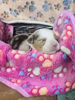 R Miss Pink, a female Miniature Australian Shepherd for sale in Tallahassee, FL – 10 of 10