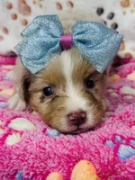 H Miss Lime Green, a female Miniature Australian Shepherd for sale in Tallahassee, FL – 4 of 10