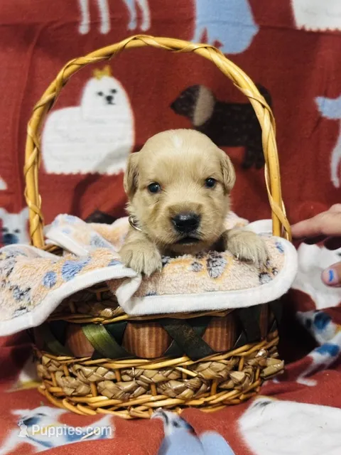 L Mr. Green  – Golden Retriever puppy for sale in Tallahassee, FL