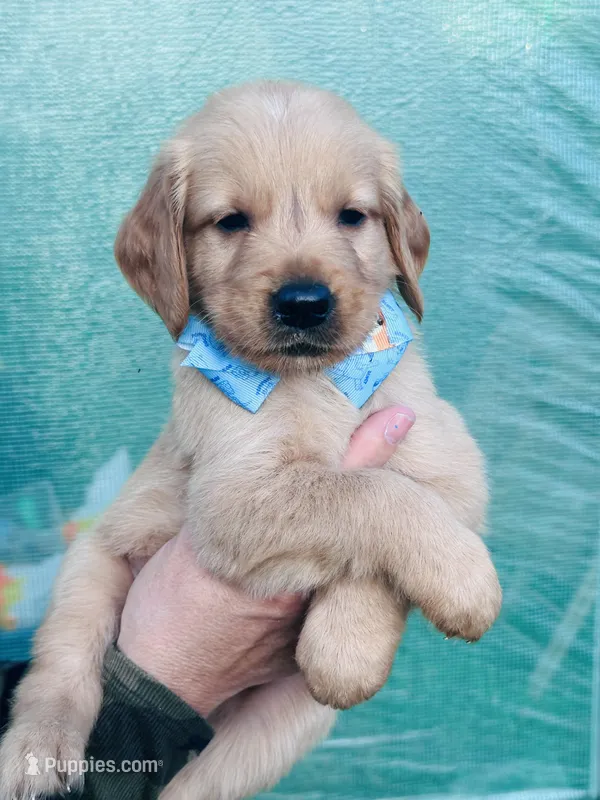 S Mr Cream – Golden Retriever puppy for sale in Tallahassee, FL