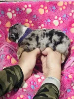 H Miss Purple , a female Miniature Australian Shepherd for sale in Tallahassee, FL – 2 of 4