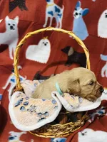 L Mr Mint Green, a male Golden Retriever for sale in Tallahassee, FL – 2 of 3