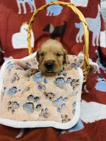 L Mr Light Blue, a male Golden Retriever for sale in Tallahassee, FL – 1 of 3