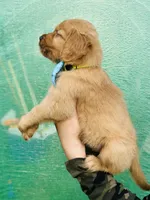 S Mr Camo, a male Golden Retriever for sale in Tallahassee, FL – 4 of 8
