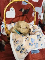L Mr Light Blue, a male Golden Retriever for sale in Tallahassee, FL – 2 of 3