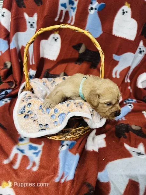 S Mr Light Blue – Golden Retriever puppy for sale in Tallahassee, FL