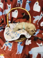 S Mr Light Blue, a male Golden Retriever for sale in Tallahassee, FL – 1 of 3