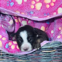 H Miss Black , a female Miniature Australian Shepherd for sale in Tallahassee, FL – 1 of 3