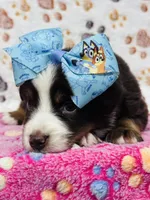 H Miss Blue , a female Miniature Australian Shepherd for sale in Tallahassee, FL – 4 of 7