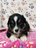H Miss Orange, a female Miniature Australian Shepherd for sale in Tallahassee, FL – 7 of 10