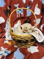 S Mr. Orange, a male Golden Retriever for sale in Tallahassee, FL – 2 of 3