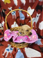 L Miss Purple, a female Golden Retriever for sale in Tallahassee, FL – 3 of 3