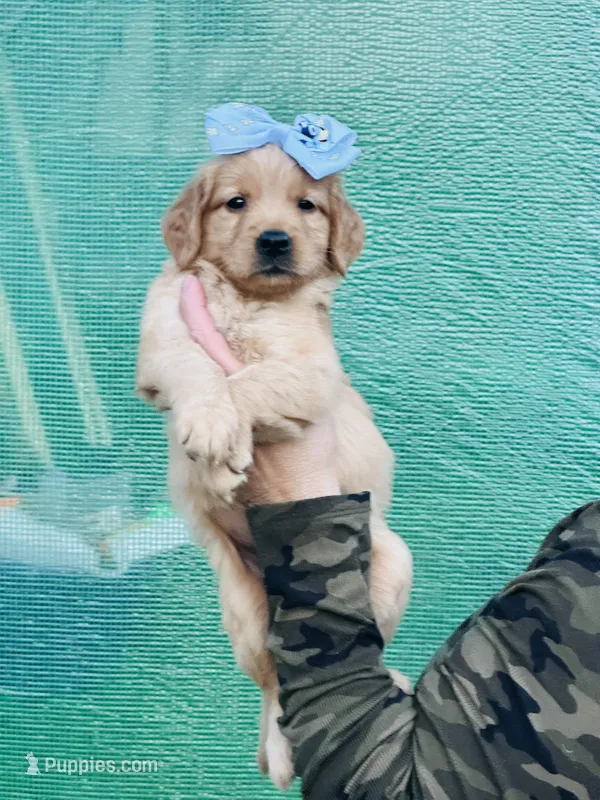 S Miss Purple – Golden Retriever puppy for sale in Tallahassee, FL