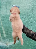 S Miss Pink, a female Golden Retriever for sale in Tallahassee, FL – 5 of 8