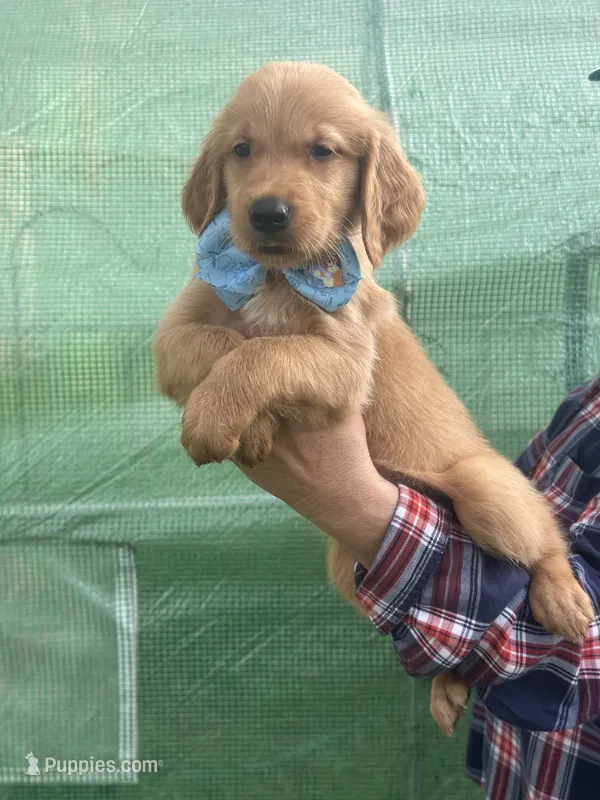 L Mr Light Blue – Golden Retriever puppy for sale in Tallahassee, FL